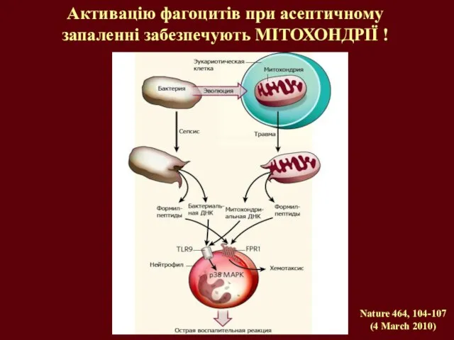Активацію фагоцитів при асептичному запаленні забезпечують МІТОХОНДРІЇ ! Nature 464, 104-107 (4 March 2010)