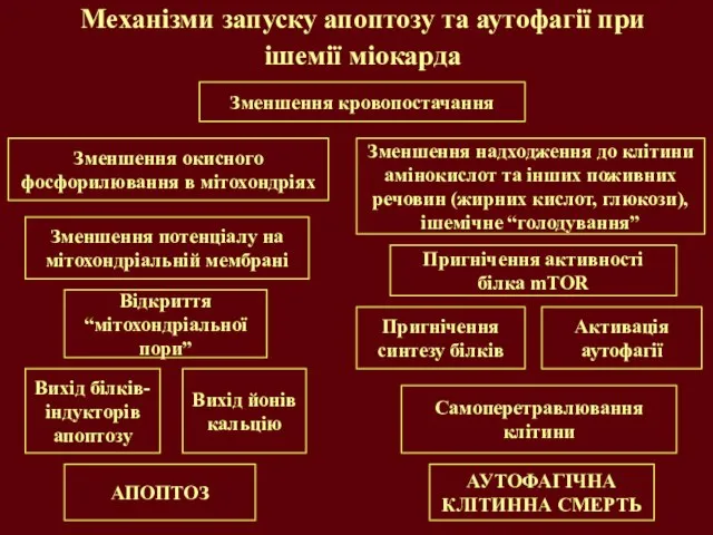 Механізми запуску апоптозу та аутофагії при ішемії міокарда Зменшення кровопостачання Зменшення надходження