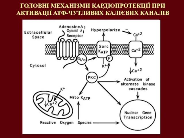 ГОЛОВНІ МЕХАНІЗМИ КАРДІОПРОТЕКЦІЇ ПРИ АКТИВАЦІЇ АТФ-ЧУТЛИВИХ КАЛІЄВИХ КАНАЛІВ