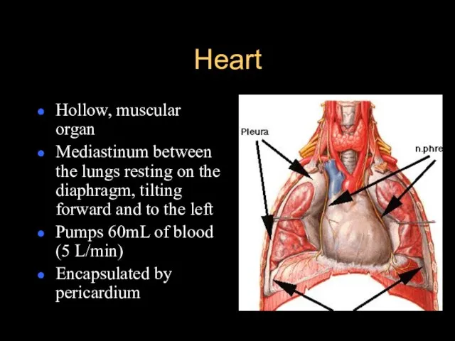 Heart Hollow, muscular organ Mediastinum between the lungs resting on the diaphragm,