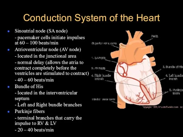 Conduction System of the Heart Sinoatrial node (SA node) - pacemaker cells