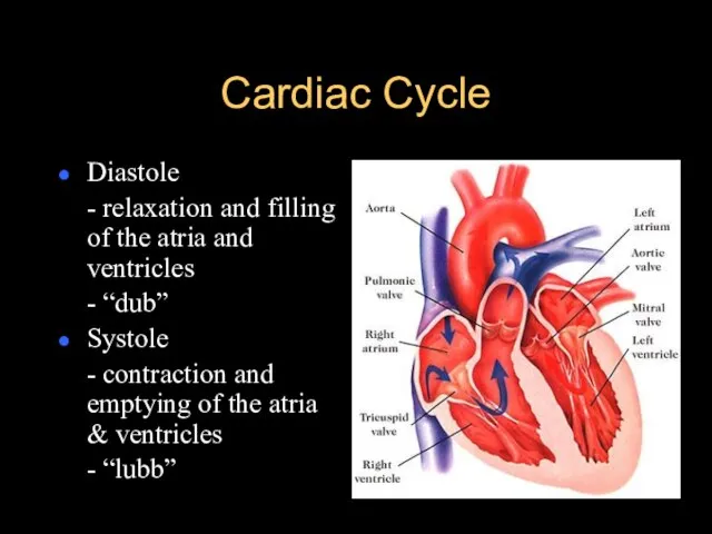 Cardiac Cycle Diastole - relaxation and filling of the atria and ventricles