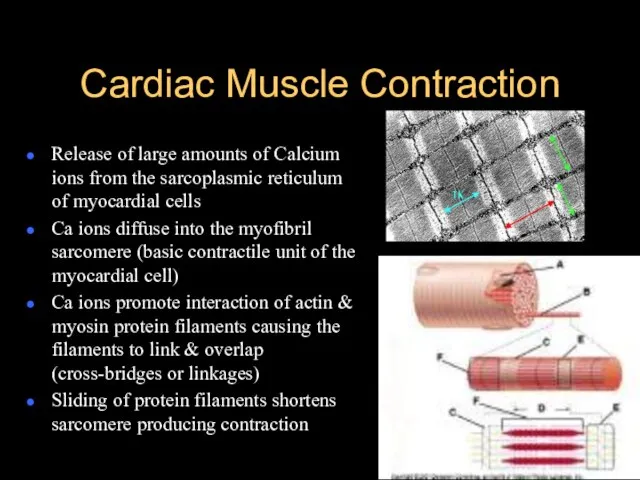 Cardiac Muscle Contraction Release of large amounts of Calcium ions from the