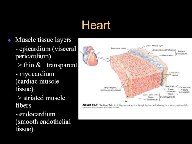 Heart Muscle tissue layers - epicardium (visceral pericardium) > thin & transparent