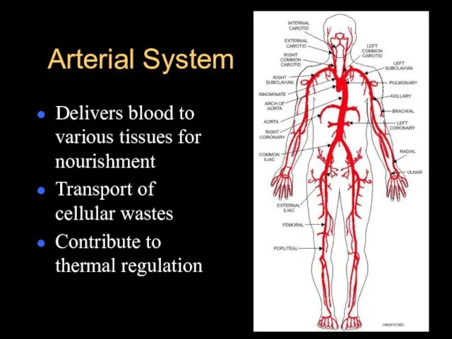 Arterial System Delivers blood to various tissues for nourishment Transport of cellular