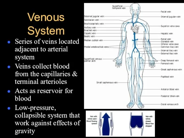 Venous System Series of veins located adjacent to arterial system Veins collect