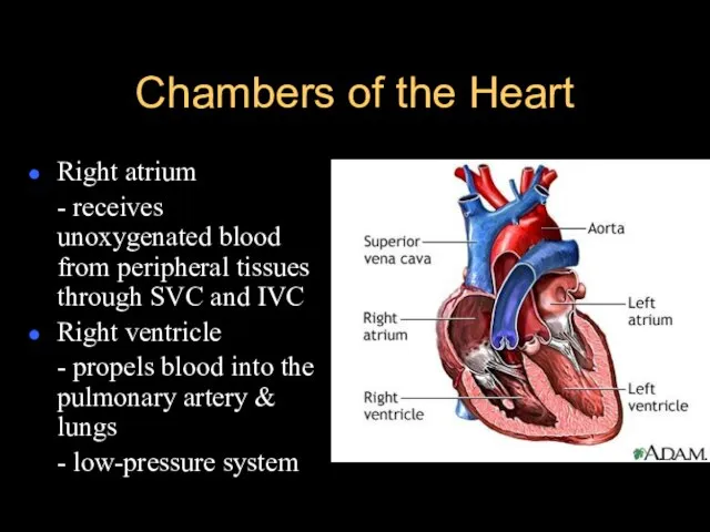 Chambers of the Heart Right atrium - receives unoxygenated blood from peripheral