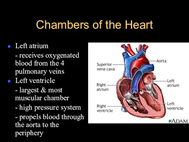 Chambers of the Heart Left atrium - receives oxygenated blood from the