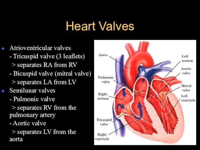 Heart Valves Atrioventricular valves - Tricuspid valve (3 leaflets) > separates RA