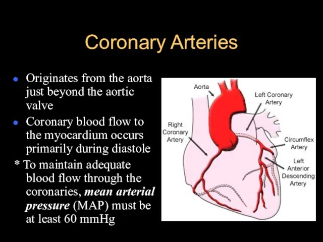 Coronary Arteries Originates from the aorta just beyond the aortic valve Coronary