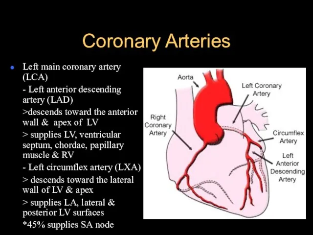 Coronary Arteries Left main coronary artery (LCA) - Left anterior descending artery