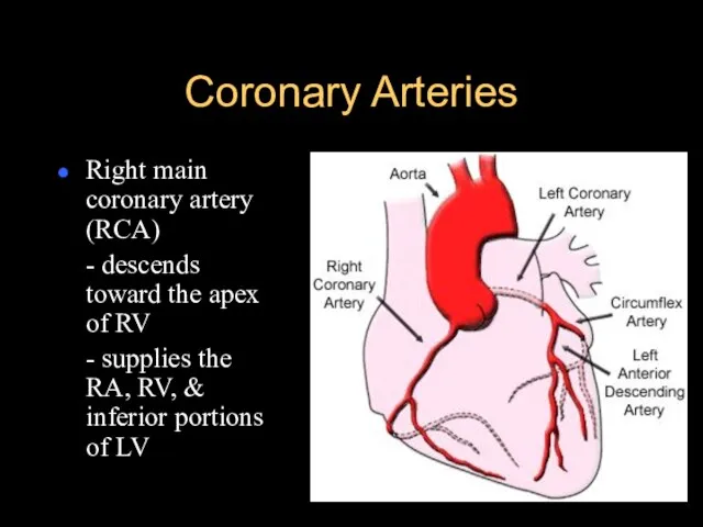 Coronary Arteries Right main coronary artery (RCA) - descends toward the apex