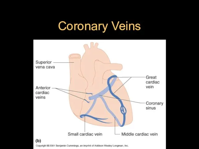 Coronary Veins