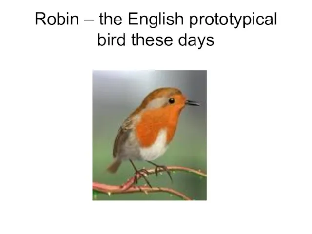 Robin – the English prototypical bird these days