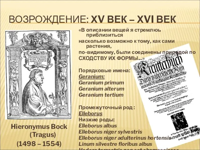 ВОЗРОЖДЕНИЕ: ХV ВЕК – ХVI ВЕК Hieronymus Bock (Tragus) (1498 – 1554)