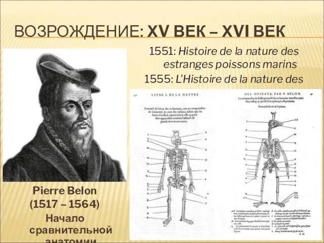 ВОЗРОЖДЕНИЕ: ХV ВЕК – ХVI ВЕК Pierre Belon (1517 – 1564) Начало