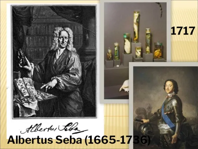 Albertus Seba (1665-1736) 1717