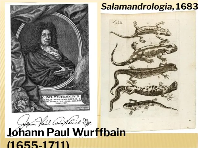 Johann Paul Wurffbain (1655-1711) Salamandrologia, 1683