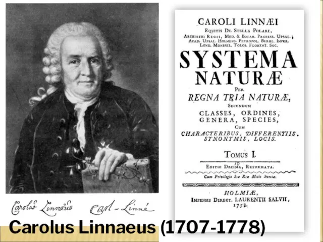 Carolus Linnaeus (1707-1778)