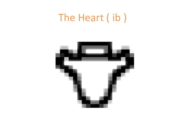 The Heart ( ib )