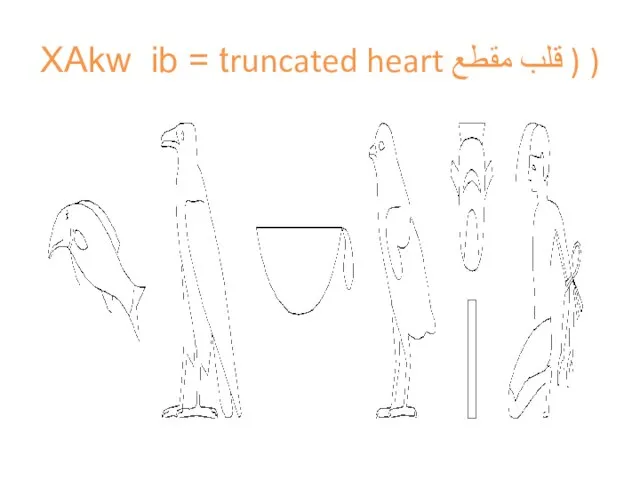 XAkw ib = truncated heart قلب مقطع ) )