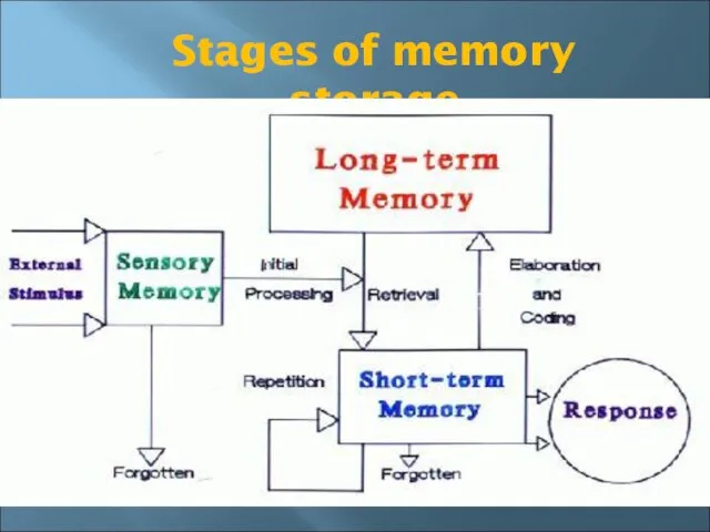 Stages of memory storage