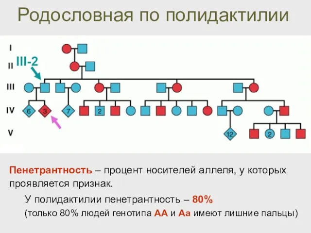 Родословная по полидактилии Пенетрантность – процент носителей аллеля, у которых проявляется признак.