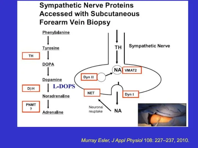 Murray Esler, J Appl Physiol 108: 227–237, 2010.