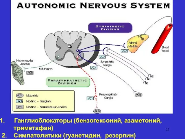 Ганглиоблокаторы (бензогексоний, азаметоний, триметафан) 2. Симпатолитики (гуанетидин, резерпин)