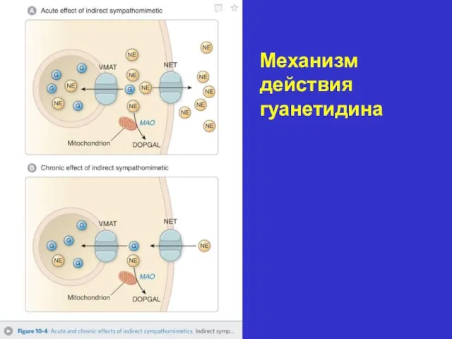 Механизм действия гуанетидина