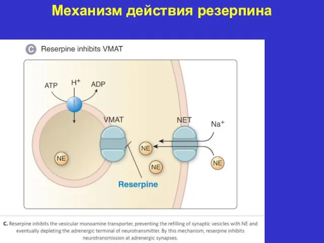 Механизм действия резерпина