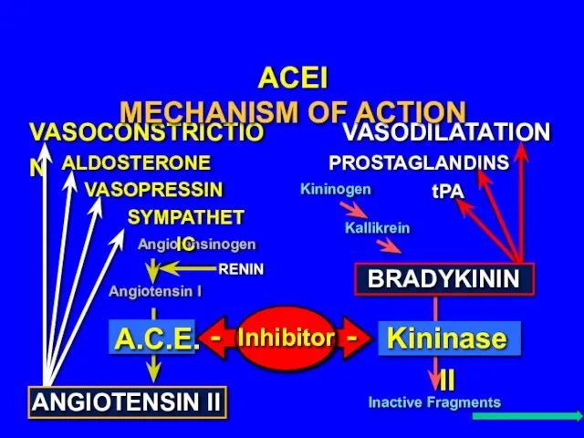 VASOCONSTRICTION VASODILATATION Kininogen Kallikrein Inactive Fragments Angiotensinogen Angiotensin I RENIN Kininase II