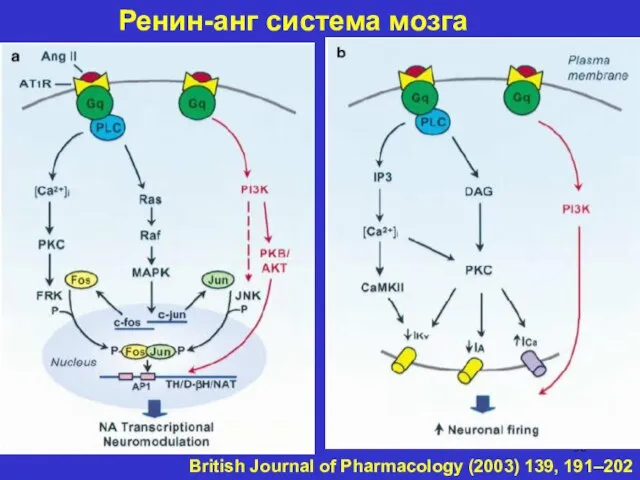 British Journal of Pharmacology (2003) 139, 191–202 Ренин-анг система мозга