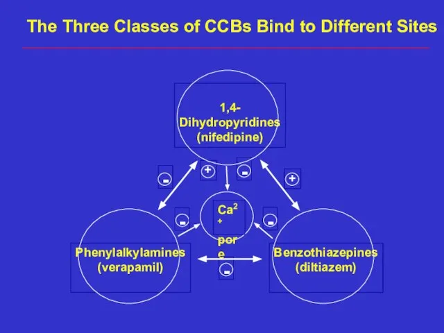 The Three Classes of CCBs Bind to Different Sites