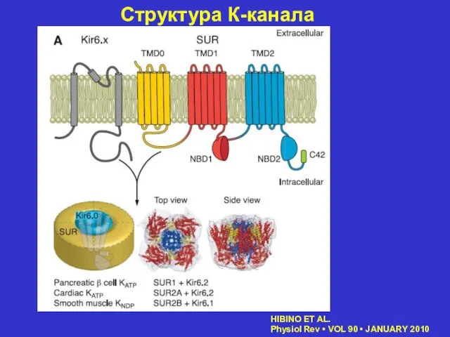 Структура К-канала HIBINO ET AL. Physiol Rev • VOL 90 • JANUARY 2010