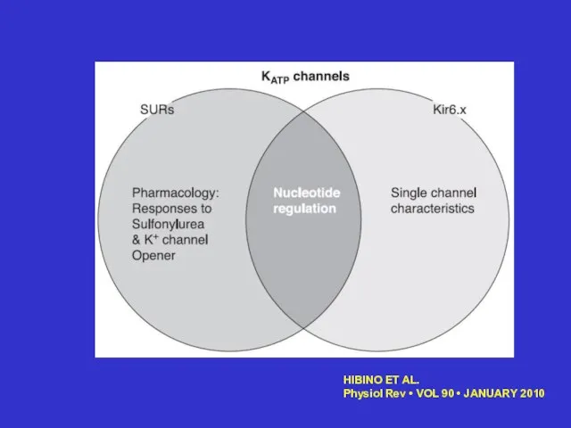 HIBINO ET AL. Physiol Rev • VOL 90 • JANUARY 2010