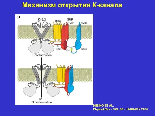 Механизм открытия К-канала HIBINO ET AL. Physiol Rev • VOL 90 • JANUARY 2010
