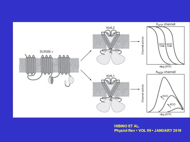 HIBINO ET AL. Physiol Rev • VOL 90 • JANUARY 2010