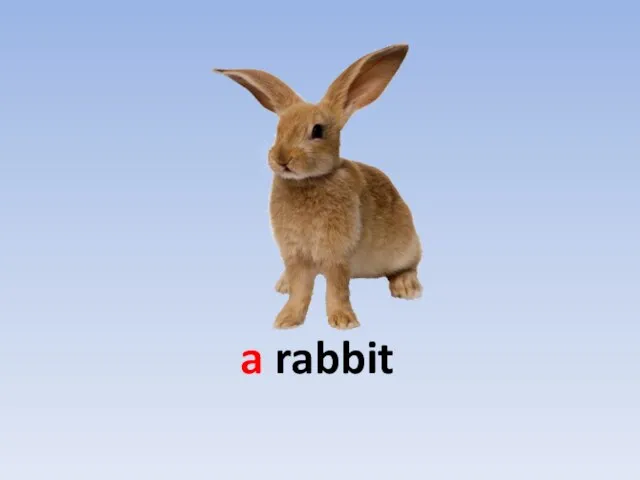 a rabbit