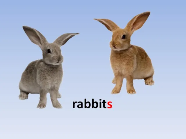 rabbits