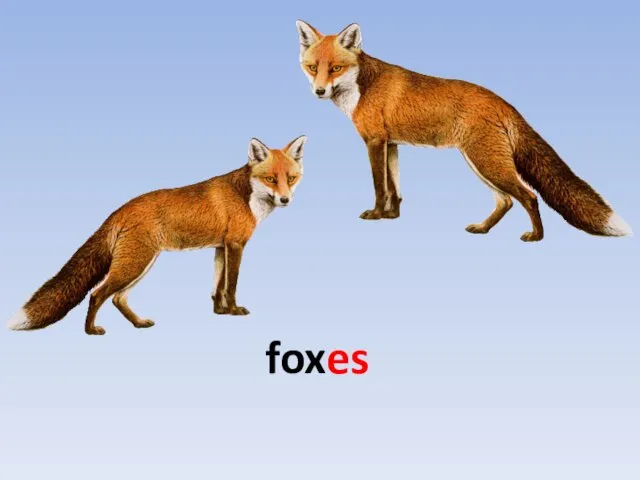 foxes