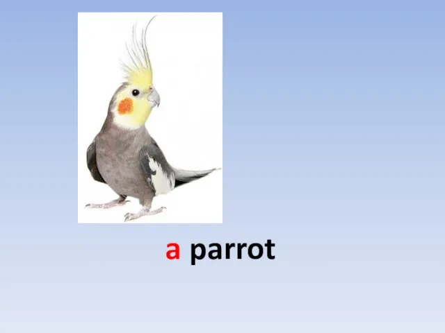 a parrot