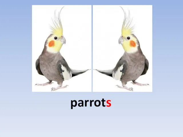 parrots