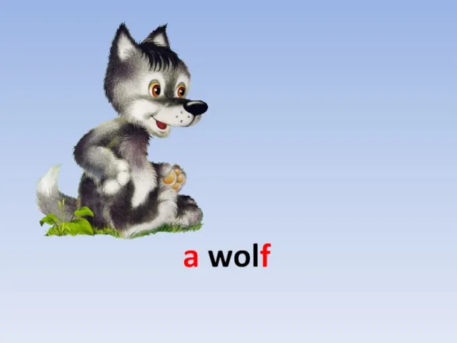 a wolf