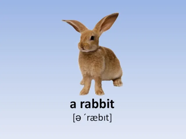 a rabbit [ə ´ræbıt]