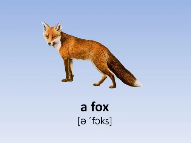 a fox [ə ´fɔks]