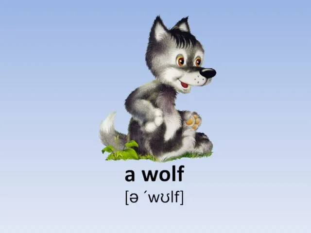 a wolf [ə ´wʊlf]