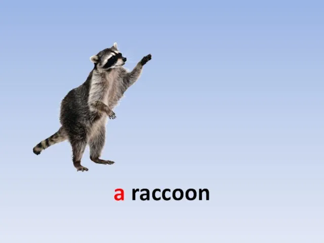 a raccoon