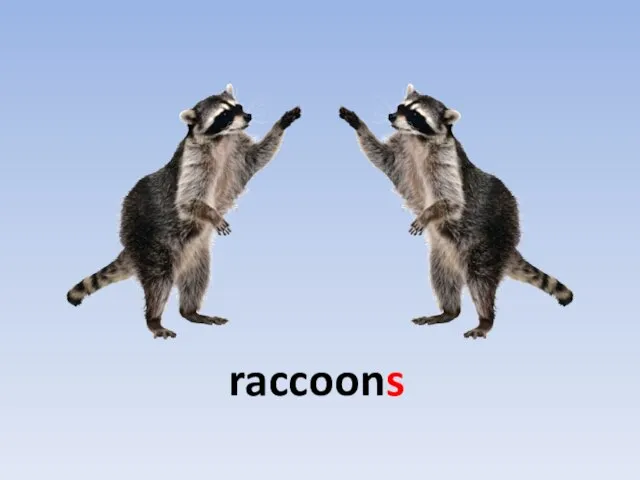 raccoons