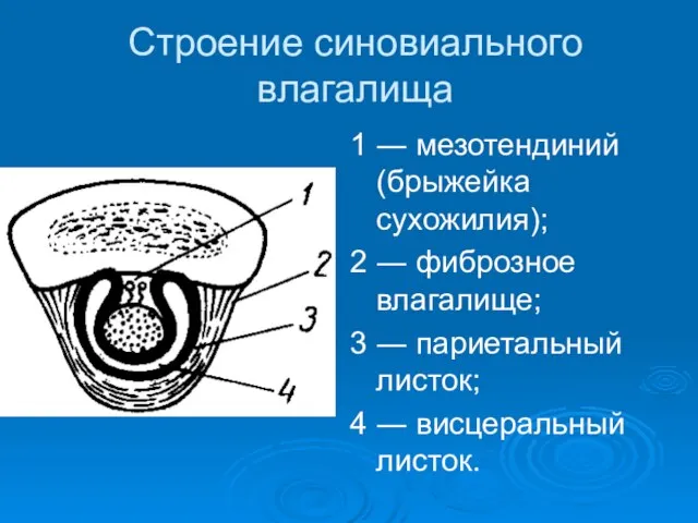 Строение синовиального влагалища 1 ― мезотендиний (брыжейка сухожилия); 2 ― фиброзное влагалище;